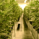 A marijuana cultivation facility in Las Vegas, Nevada. Photo: Getty